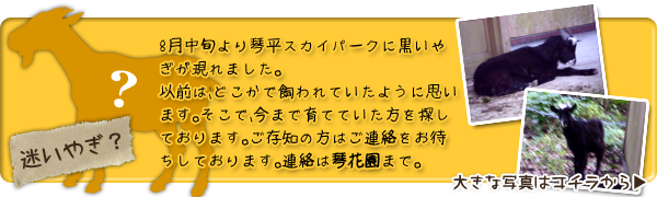 8月中旬より琴平スカイパークに黒いやぎが現れました。