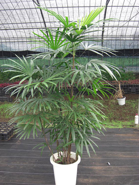 棕櫚竹