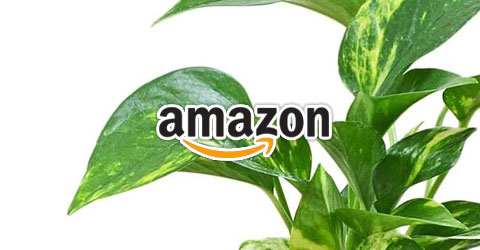 フラワーコーポレーション アマゾン