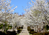 桜の並木道