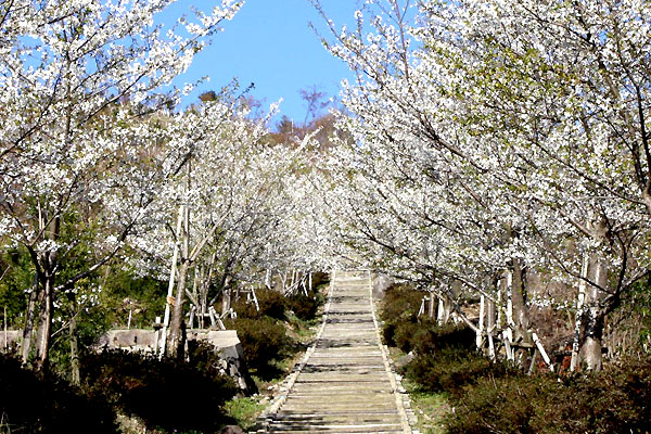 桜の並木道