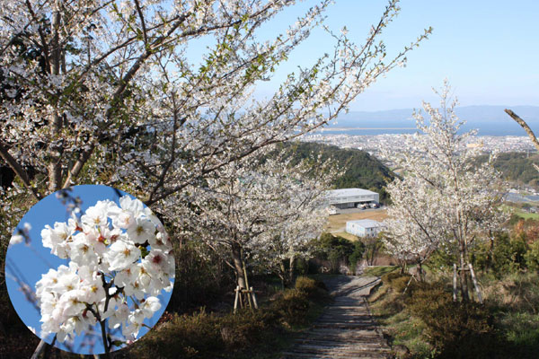 桜の並木道